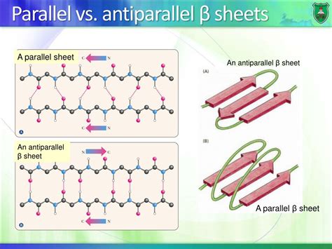 beta sheet antiparallel